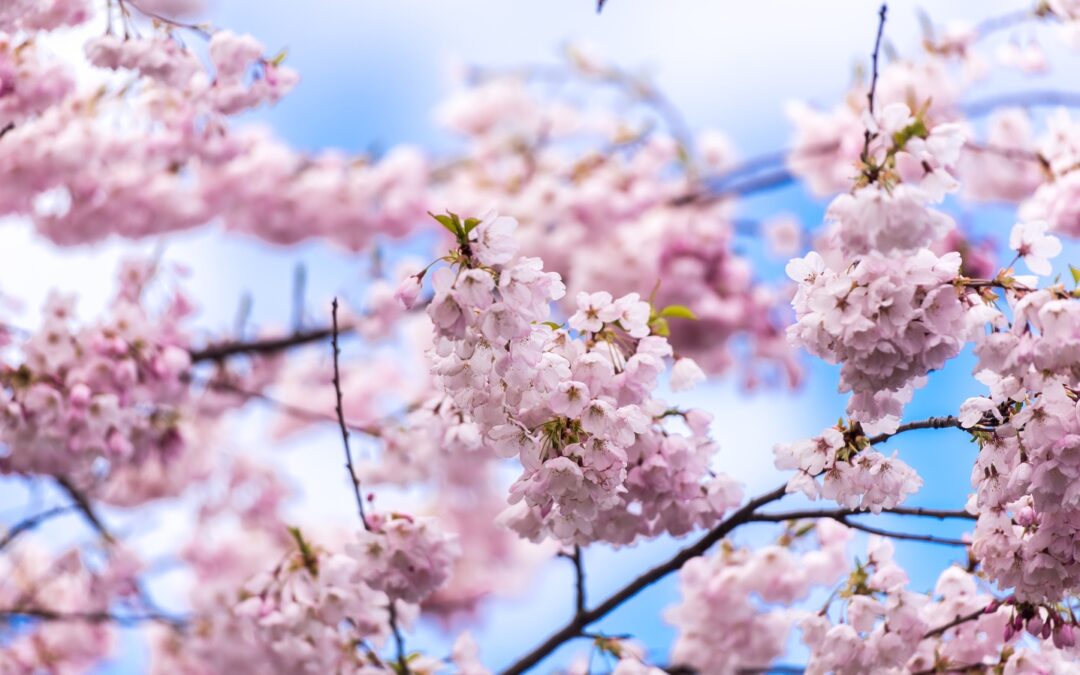 What are cherry blossoms?