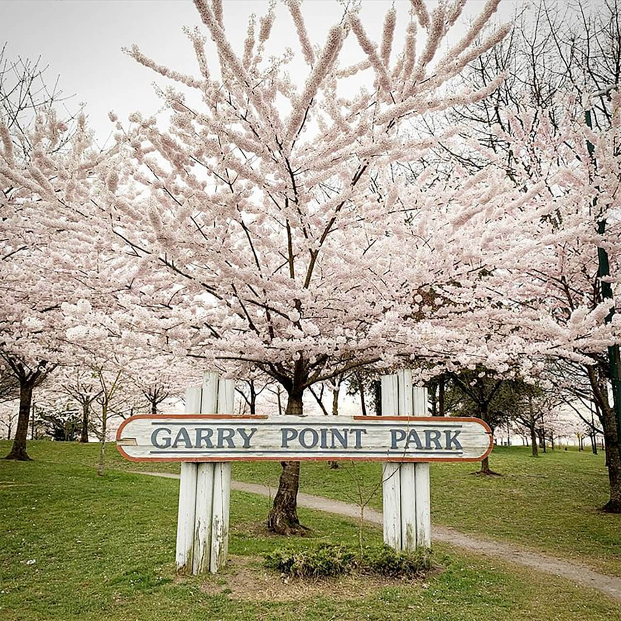 April 10 Photo by City of Richmond. Richmond Cherry Blossom Festival