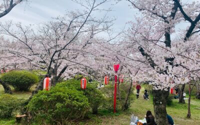 Richmond Cherry Blossom Festival: Celebrating the season in Canada and Japan